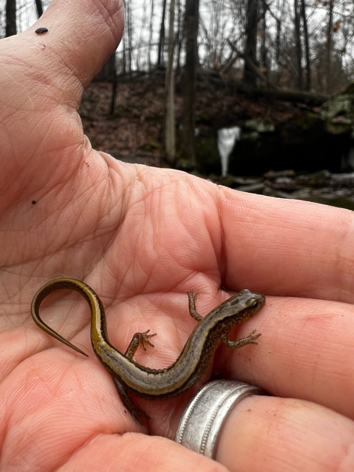 Two-lined Salamander